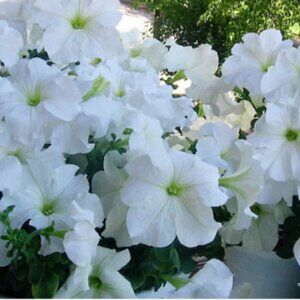 Invitation to Giveaway  - Share to WIN!